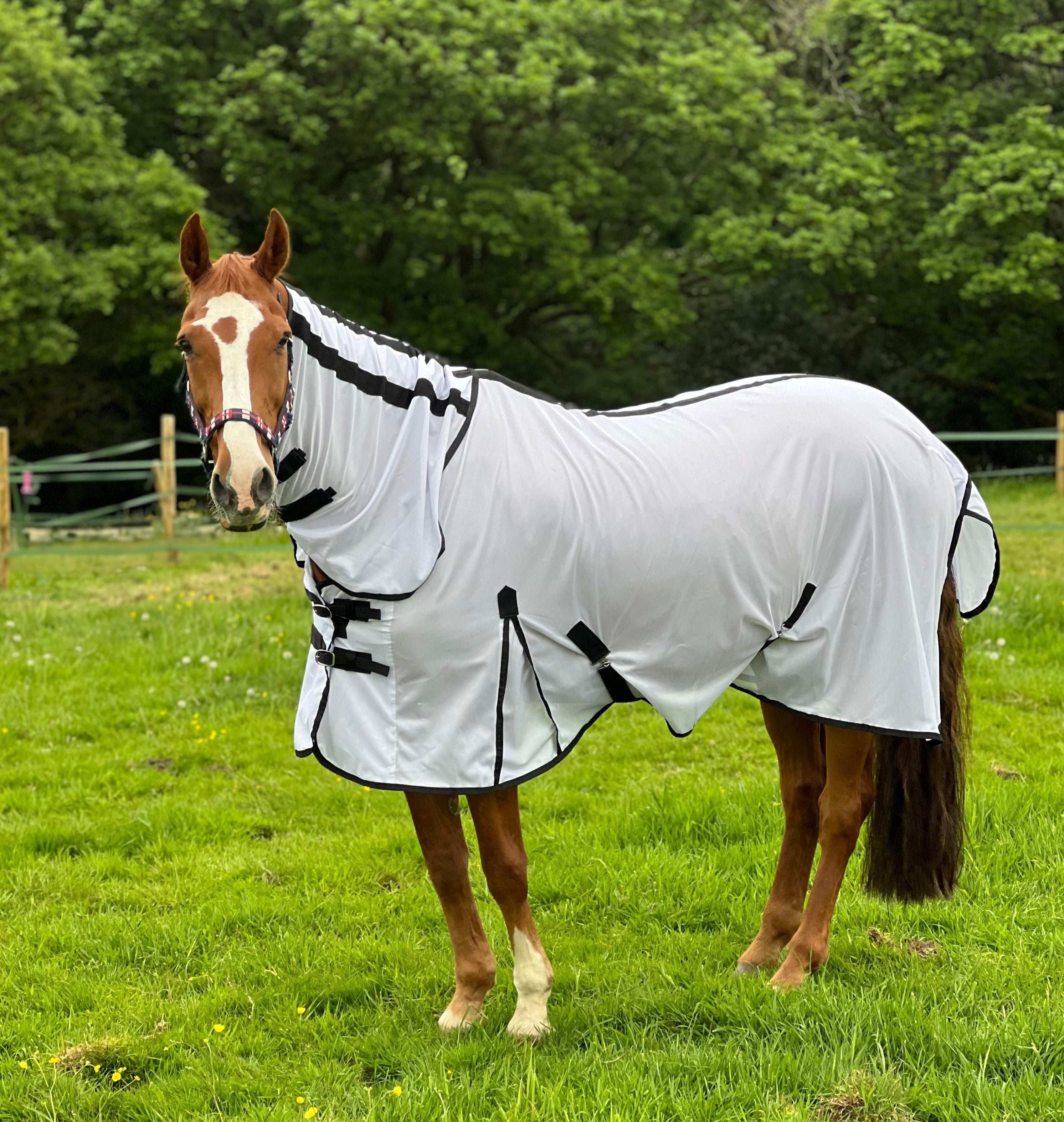 Lightweight Fly Rug Combo Neck 