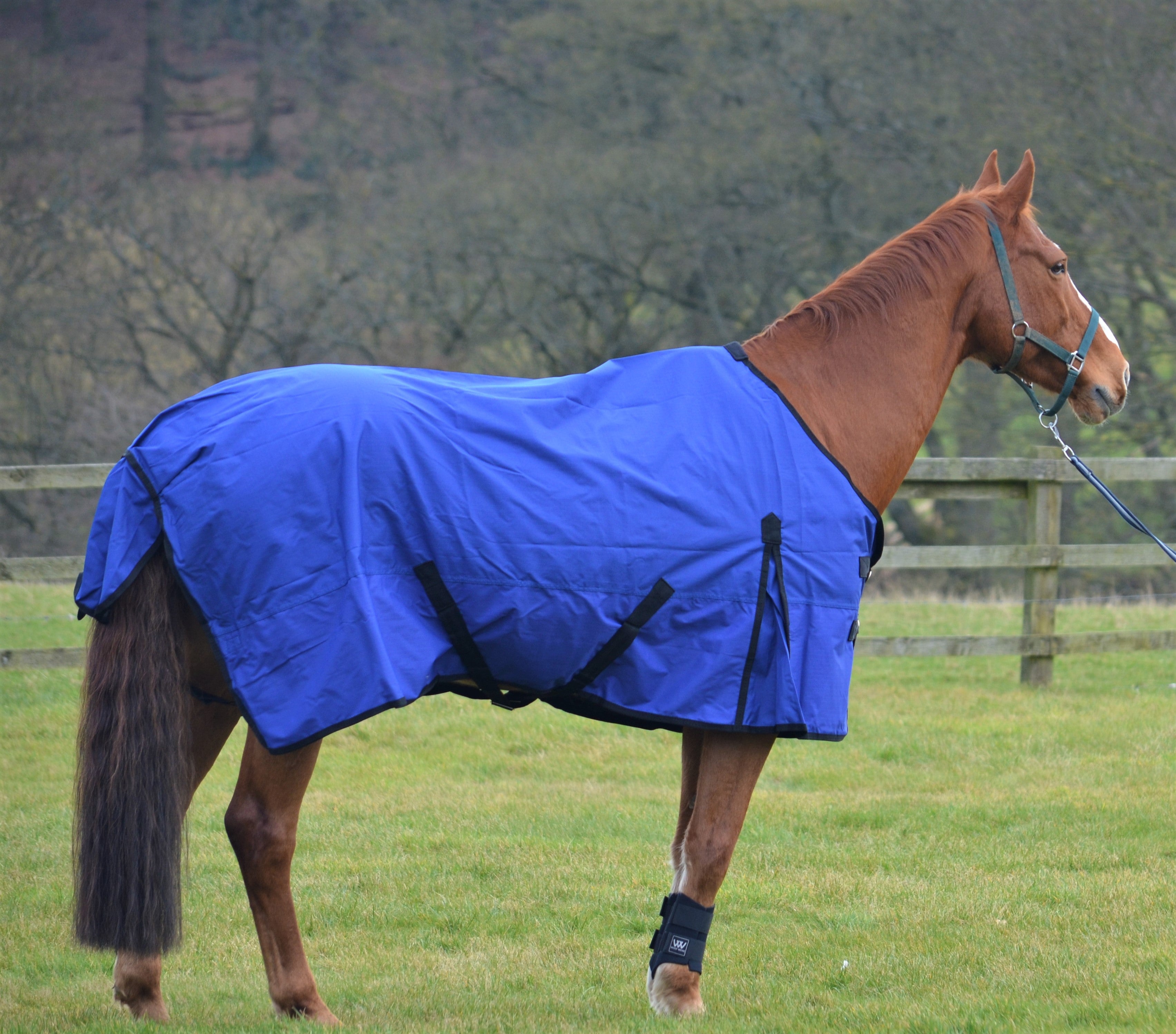 Lightweight Rainsheet 600 Denier Turnout Rug 0g Fill Royal Blue