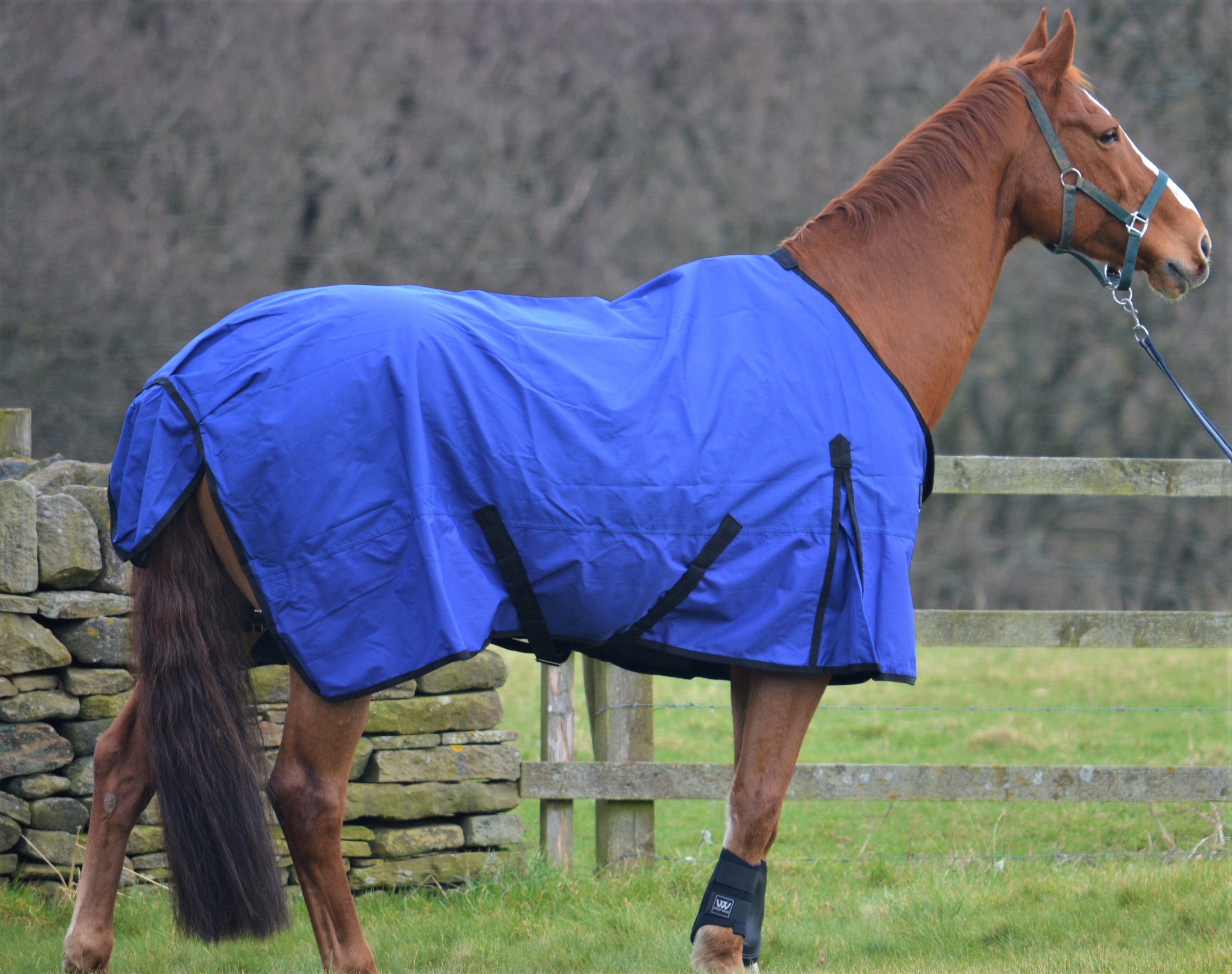 Lightweight Rainsheet 600 Denier Turnout Rug 0g Fill Royal Blue