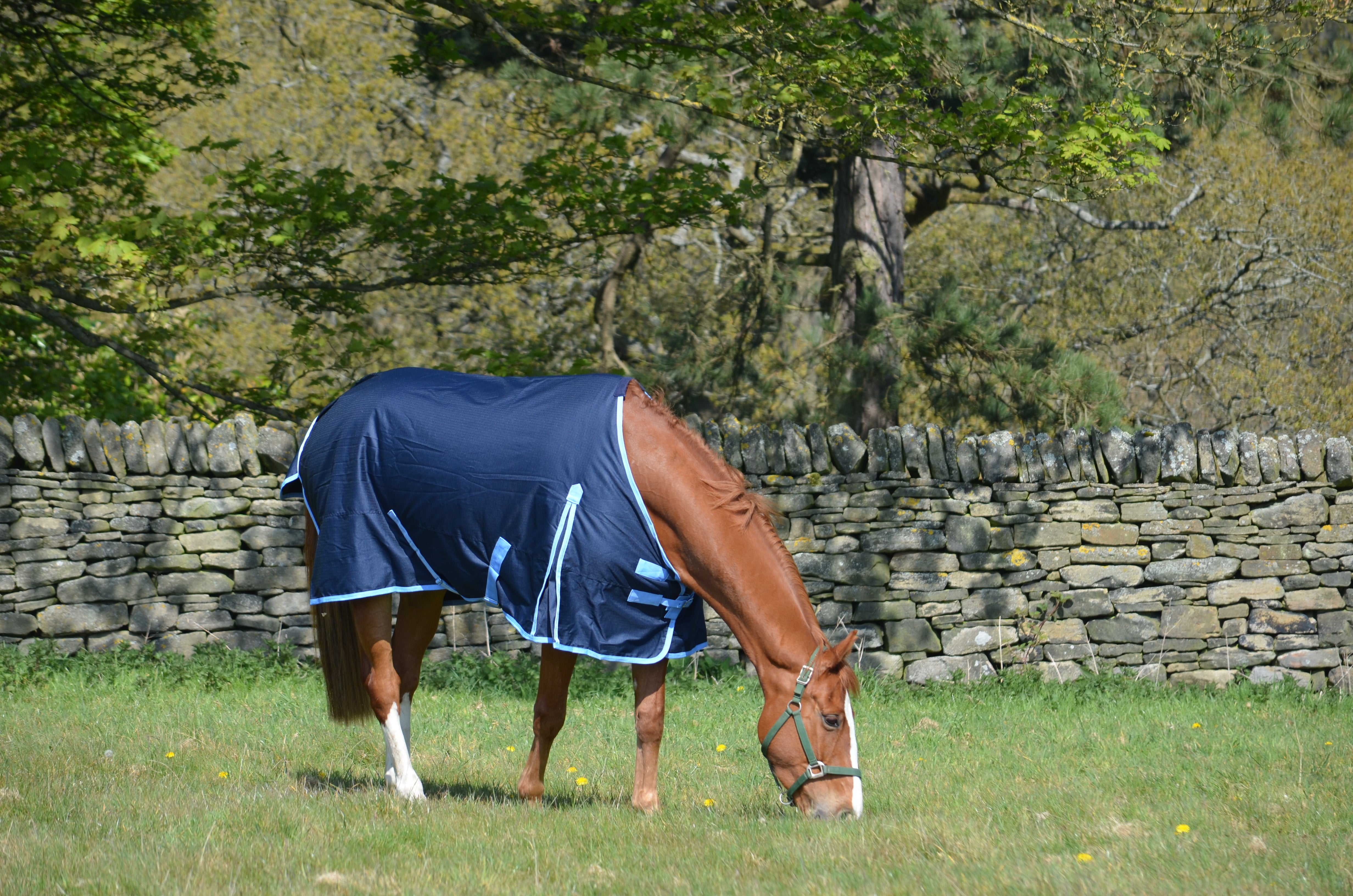 Medium-Weight 600 Denier Turnout Rug 200g Fill