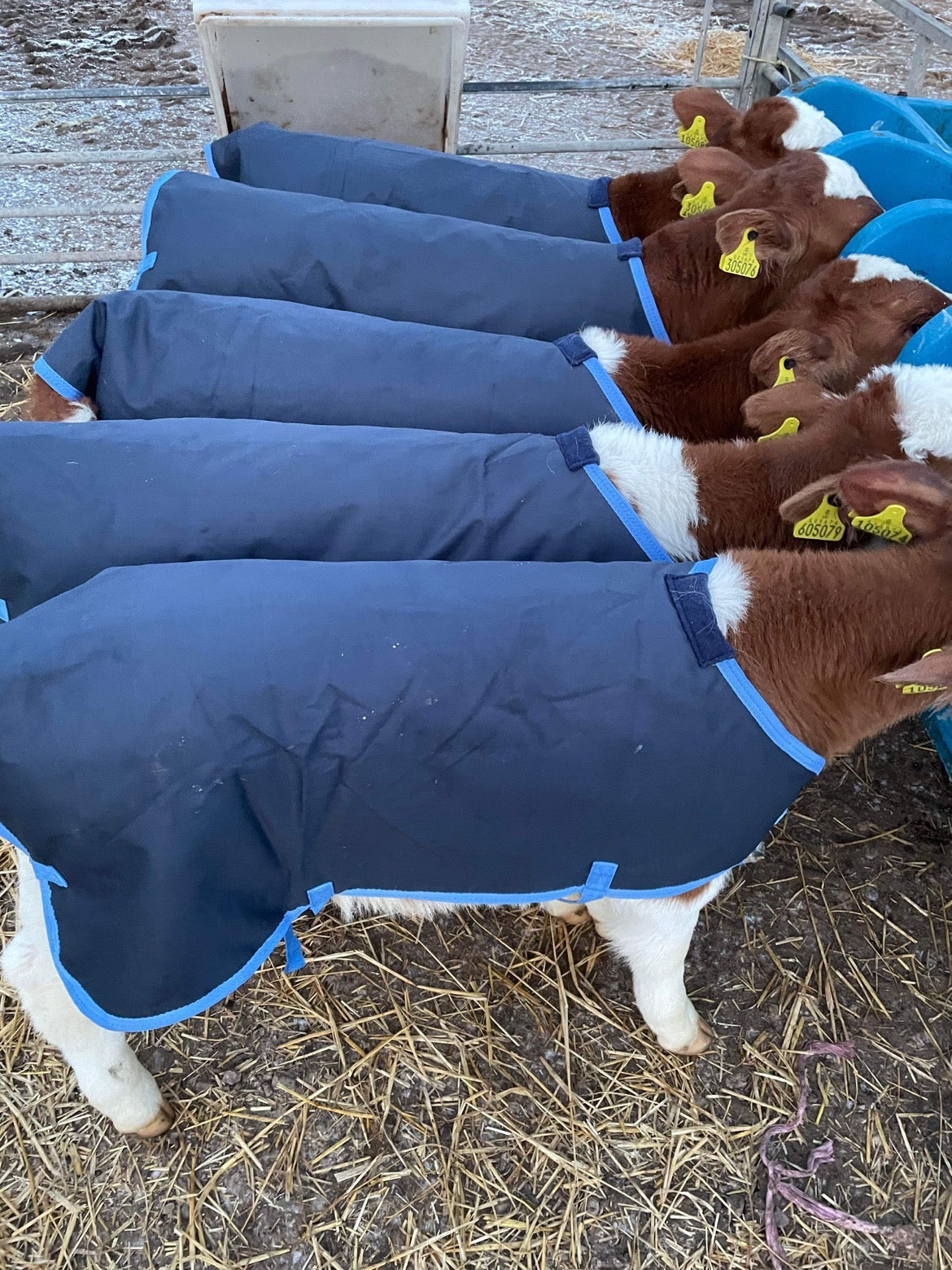 200g Fill Calf Jackets 600 Denier Oxford Ripstop Showerproof