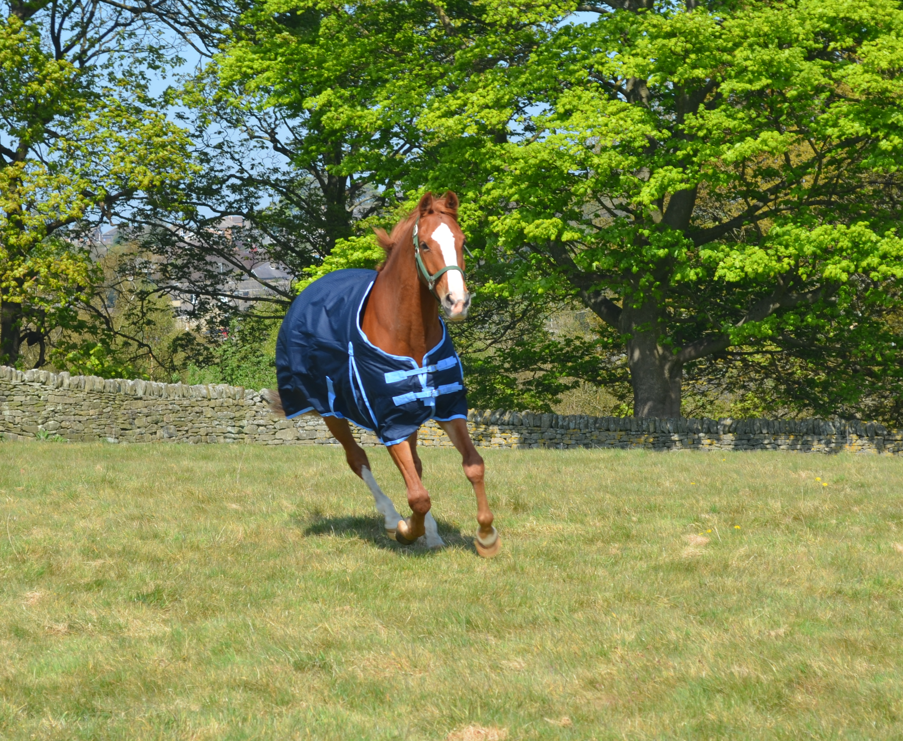 Medium-Weight 600 Denier Turnout Rug 200g Fill